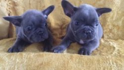 French bulldog puppies for adopt.