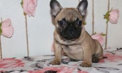 Beautiful Fawn Baby Male and Female French Bulldog Puppies