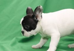 French bulldog puppies available for new homes! #(xxx) xxx-xxx7