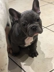 Show Quality French Bulldogs !!