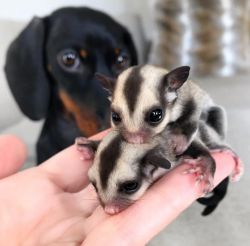 Cute and Well trained baby Sugar Glider for Adoption