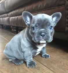 AKC French Bulldog puppies for sale