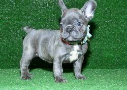 Very sweet french bull
