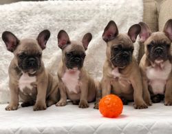 Adorable French Bulldog Puppies