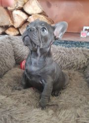 Exceptional Quality Blue French Bulldog Puppies