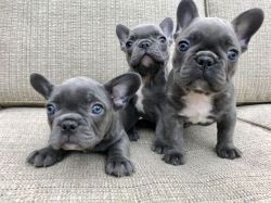 French Bulldogs Available now