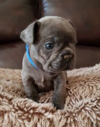 Cute Blue French Bulldogs Puppies
