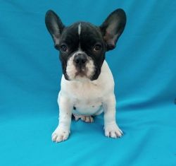 Full AKC French Bulldog Puppies Ready For Sale