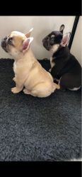 French Bulldog Puppies Available Kc Reg
