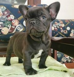Excellent Top Quality French Bulldog Puppies