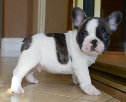 Top home raised French Bulldog puppies. TEXT (xxx) xxx-xxx2