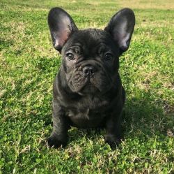 Handsome French Bulldog Puppies