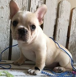 Home raised French Bulldog puppies for sale. TEXT (xxx) xxx-xxx2