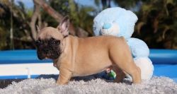 Beautiful French Bulldog Puppies Available Now