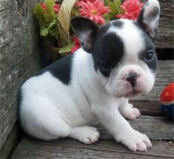 French bulldog puppies available for new homes! #(xxx) xxx-xxx7