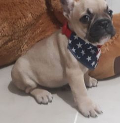 French bulldog puppy for sell