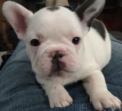Blue and White Pied French Bulldog Puppies