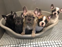Adorable Blue Kc French Bulldog Puppies To Reserve