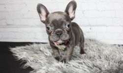 AKC Registered Blue Fawn French Bulldog Puppies
