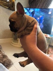 super adorable french bulldog puppies needs new homes