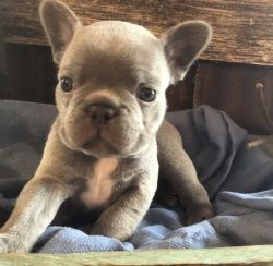 Home Raised Blue French Bulldog Puppies
