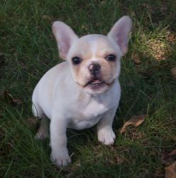Gorgeous & Healthy French Bulldog Puppies