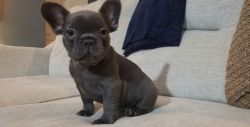 Adorable Solid Blue French Bulldog Puppies