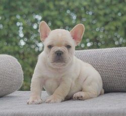 AKC Male and female French Bulldog puppies.