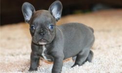 Beautiful French Bulldog puppies. Text (xxx) xxx-xxx2