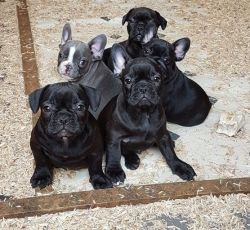 +1(8xx) xx6-xx58 Adorable AKC French Bulldog Puppies