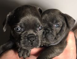 Quality Chunky Blue Puppies