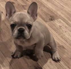 Available French Bulldog Puppies for Sale
