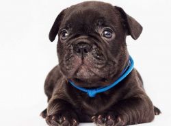 Back Young French Bulldog Puppies for sale