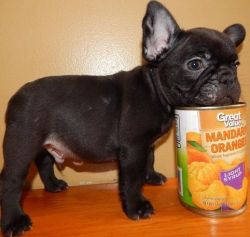 Frenchie babies available. Males and females.