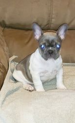 Female Frenchie for sale
