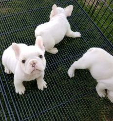 Solid Blue AKC French Bulldog Puppiesfor Sale.. https://frenchbulldogp