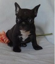 Frenchie Pug puppies for sale .