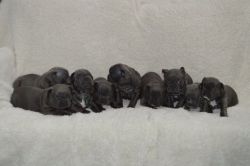 Lovely AKC French Bulldog Puppies. Call or text us at +1 3xx xx9-6xx5