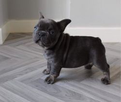 Blue French Bulldogs Puppies Available