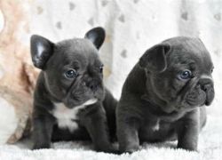 Nice french bulldog pups ready