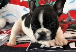 Potty Trained French Bulldog Puppies.