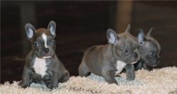 Lovely French Bulldog Puppies.