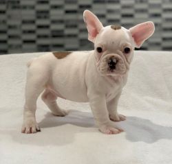 Adorable French Bulldog Puppies For Sale.