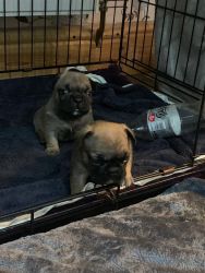 Stunning French Bulldogs Puppies For Sale