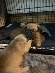 Stunning French Bulldogs Puppies for Sale