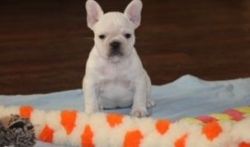 AKC Cream French Bulldogs Puppies available!