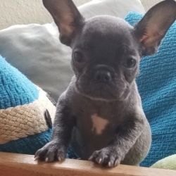 new litter of French bulldogs puppies