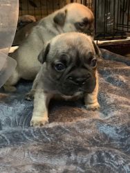 Beautiful French Bulldog Puppies For Sale