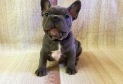 Blues and Lilac AKC registered French Bulldog puppies