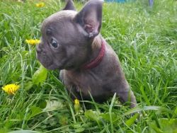 ***ready Now**reduced Price*kc Blue French Bulldog